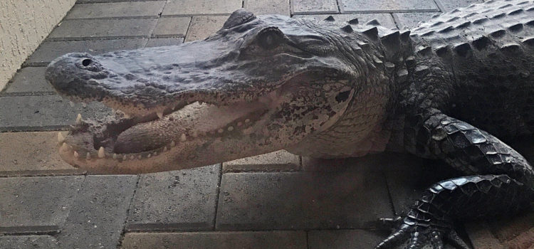 Alligator Pays Unexpected Visit to Family’s Parkland Home
