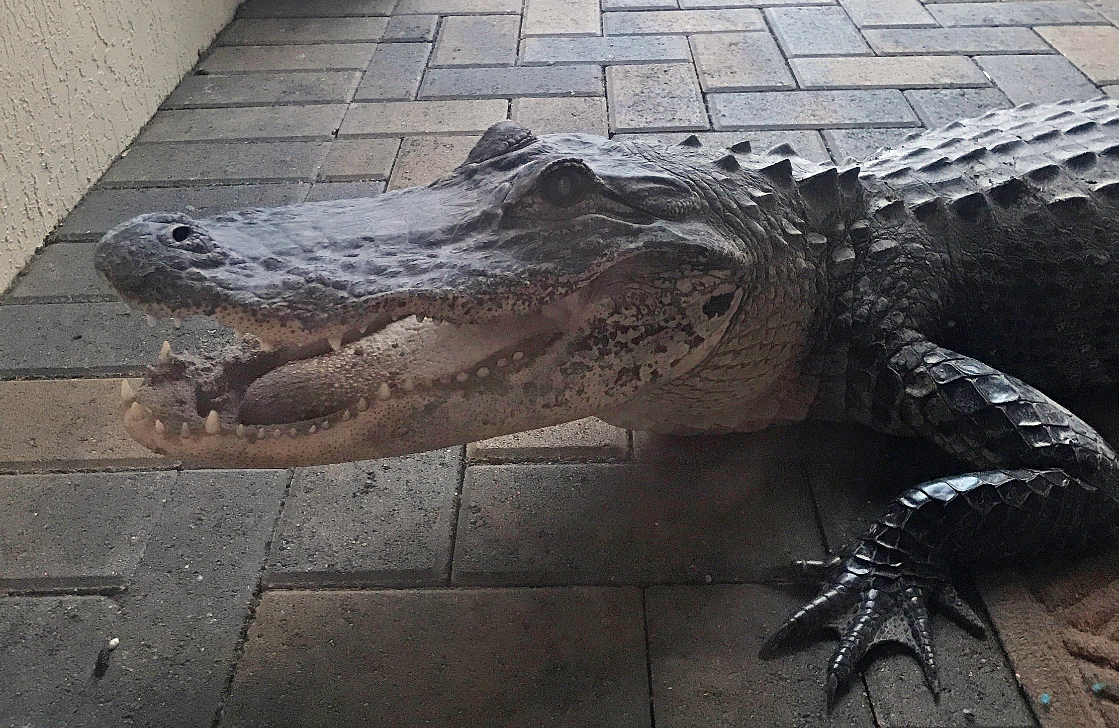 Alligator Pays Unexpected Visit to Family’s Parkland Home 2