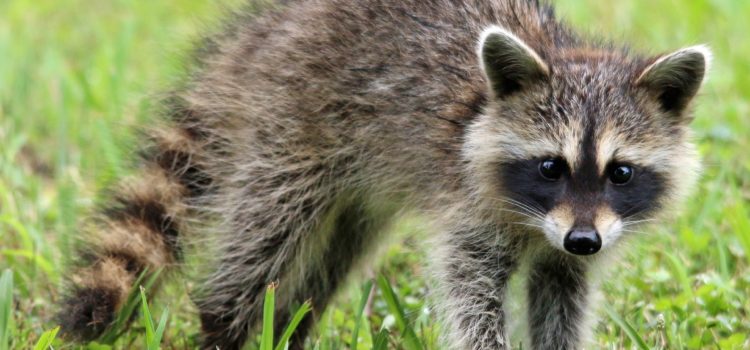 Unprovoked Raccoon Attacks, Bites, 13-Year-Old Girl