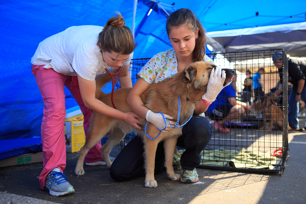 Austin Pets Alive shelter employees checking in a dog from Hurricane Harvey. Photo by Dustin Safranek.