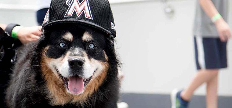 ‘Bring Your Dog to ‘Bark in the Park’ with the Miami Marlins