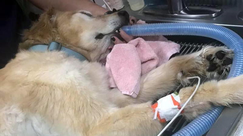 Golden Retriever Almost Dies After Killing Bofu Toad in Parkland 3