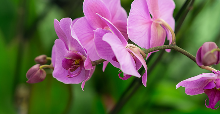 Sawgrass Nature Center Holds Third Annual Orchid & Plant Festival 3