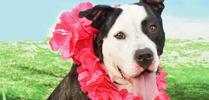 Meet Linsey: She’s Available at Broward County Animal Care and Adoption Meet Linsey: She’s Available at Broward County Animal Care and Adoption