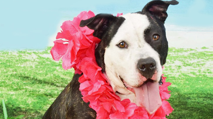 Meet Linsey: She's Available at Broward County Animal Care and Adoption 1