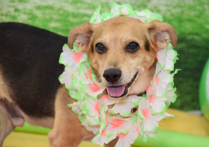 Meet  Shiloh: He’s Available at Broward County Animal Care and Adoption 1