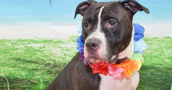 Meet Silas: He’s Available at Broward County Animal Care and Adoption