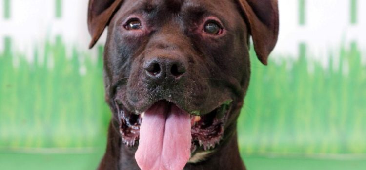 Meet Gucci: He’s Available at Broward County Animal Care and Adoption
