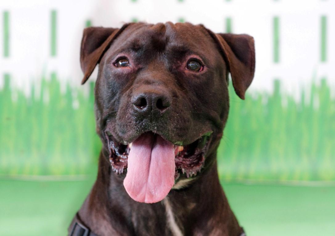 Meet Gucci: He’s Available at Broward County Animal Care and Adoption 2