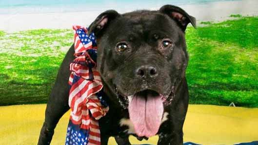 Meet Jackie: She’s Available at Broward County Animal Care and Adoption