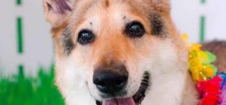 Meet Suzy: She’s Available at Broward County Animal Care and Adoption Meet Suzy: She’s Available at Broward County Animal Care and Adoption