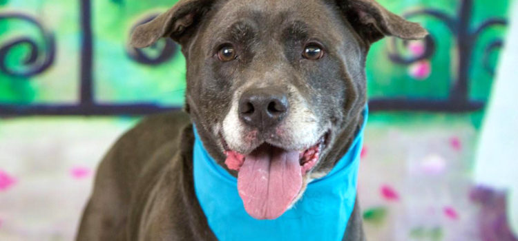 Meet Cornbread: He’s Available at Broward County Animal Care and Adoption