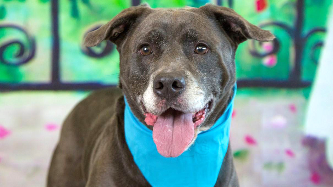 Meet Cornbread: He’s Available at Broward County Animal Care and Adoption 2