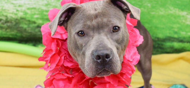 Meet Gabby: She’s Available at Broward County Animal Care and Adoption