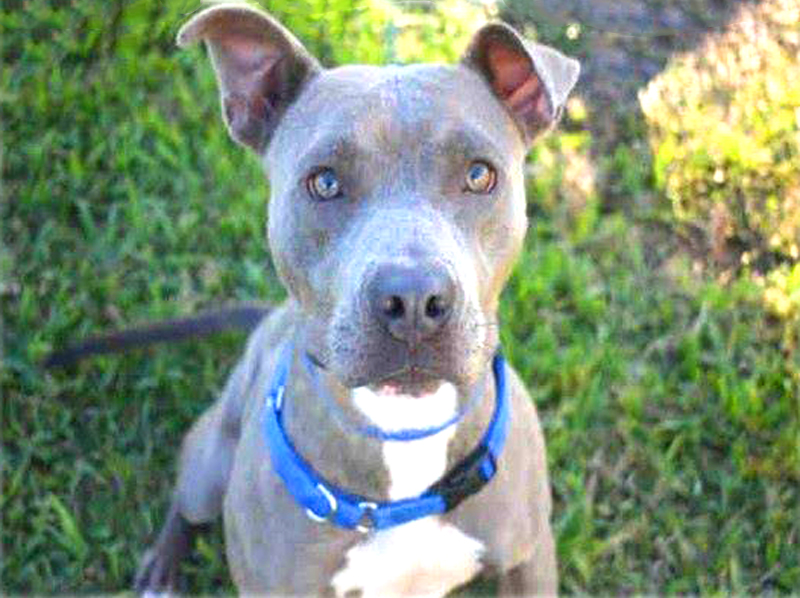 Meet Stormi: She’s Available at Broward County Animal Care and Adoption 3