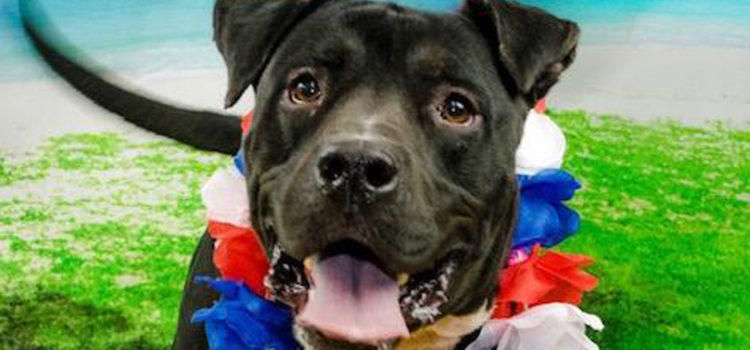 Meet Chapo: He’s Available at Broward County Animal Care and Adoption
