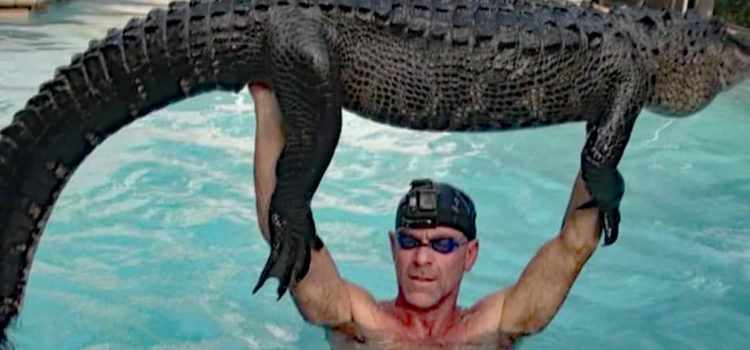 Gator Makes a Splash in Parkland Pool