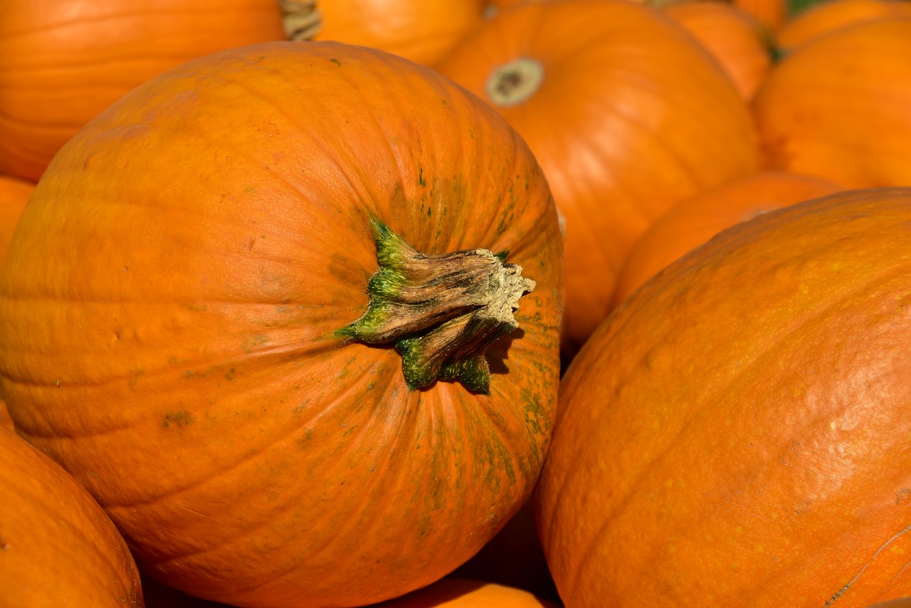 Pumpkin Patch Coming To Parkland On October 23
