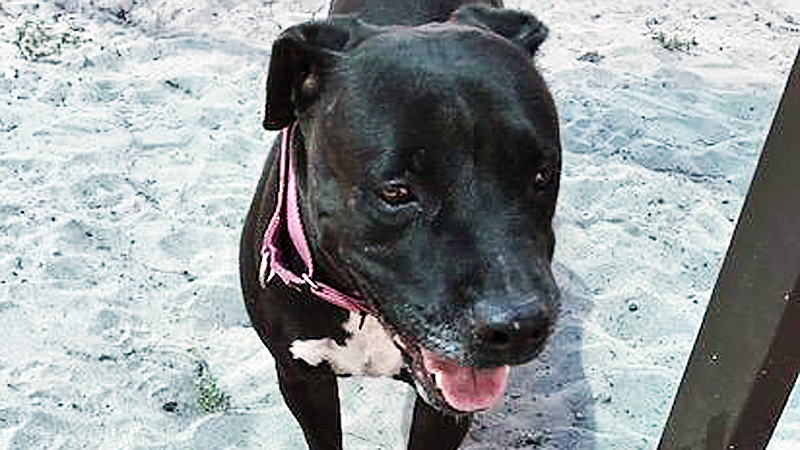 Meet Gretchen: This Gentle Dog From Broward County Animal Care Needs a Family 3