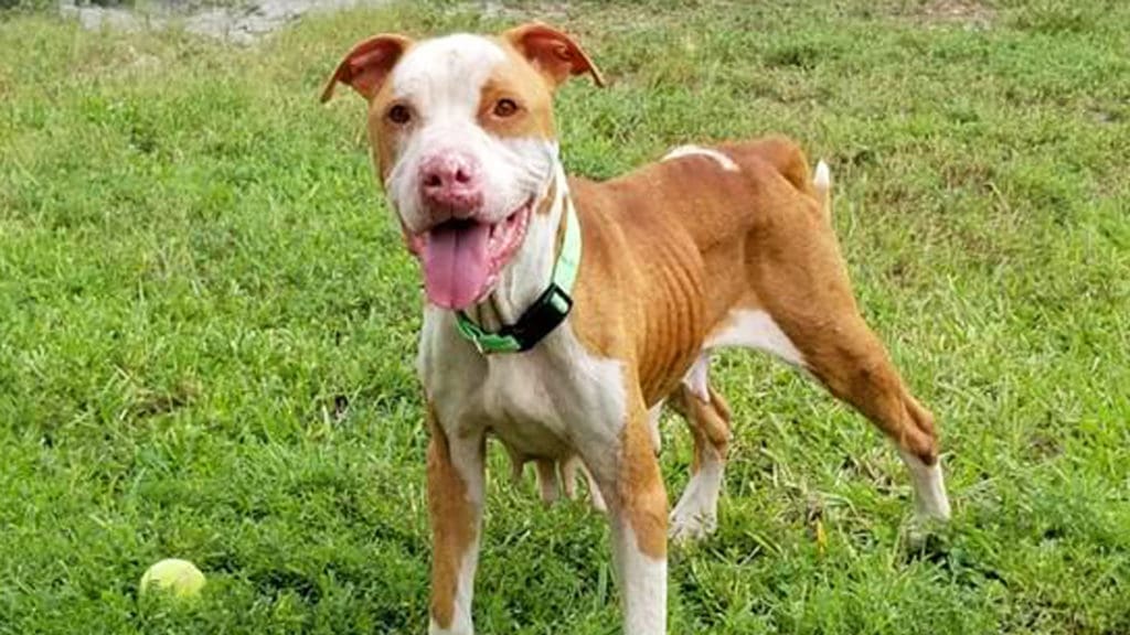 Meet Victoria This Adorable Dog is Ready for a Family Parkland Talk