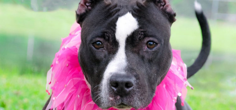 Meet Orchid: This Captivating Young Pup is at Broward County Animal Care