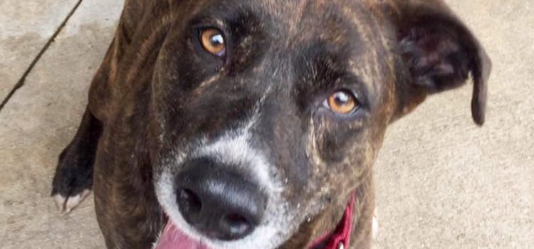 Meet Angela: This Well-Mannered Girl Can Be Adopted at Broward County Animal Care