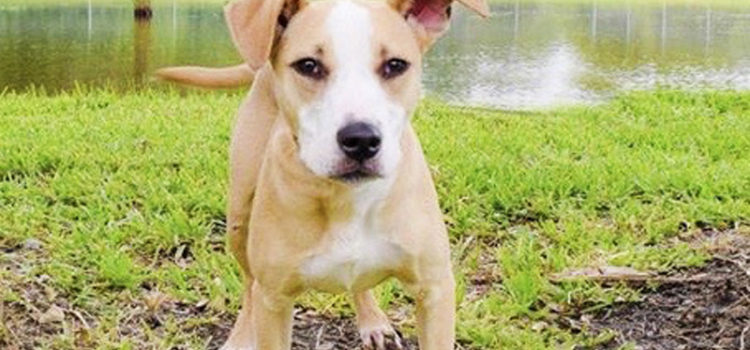 Meet Allie: This Adorable Pup Can be Found at Broward County Animal Care