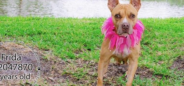 Frida is the Friendliest Girl at Broward County Animal Care Who Needs a Forever Home