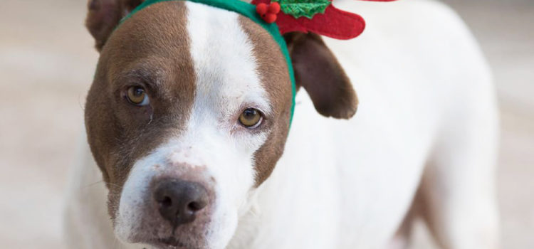 Christmas Came and Went and this Dog is Still Waiting For Her Forever Family