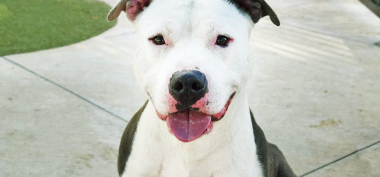 This Handsome Boy at Broward County Animal Care Just Wants a Chance at Love