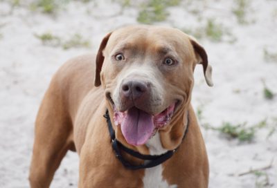 Zues - Foster with Broward County Animal Care