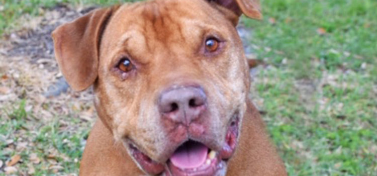 Meet Buddy: This Friendly Dog is Waiting for You at Broward County Animal Care