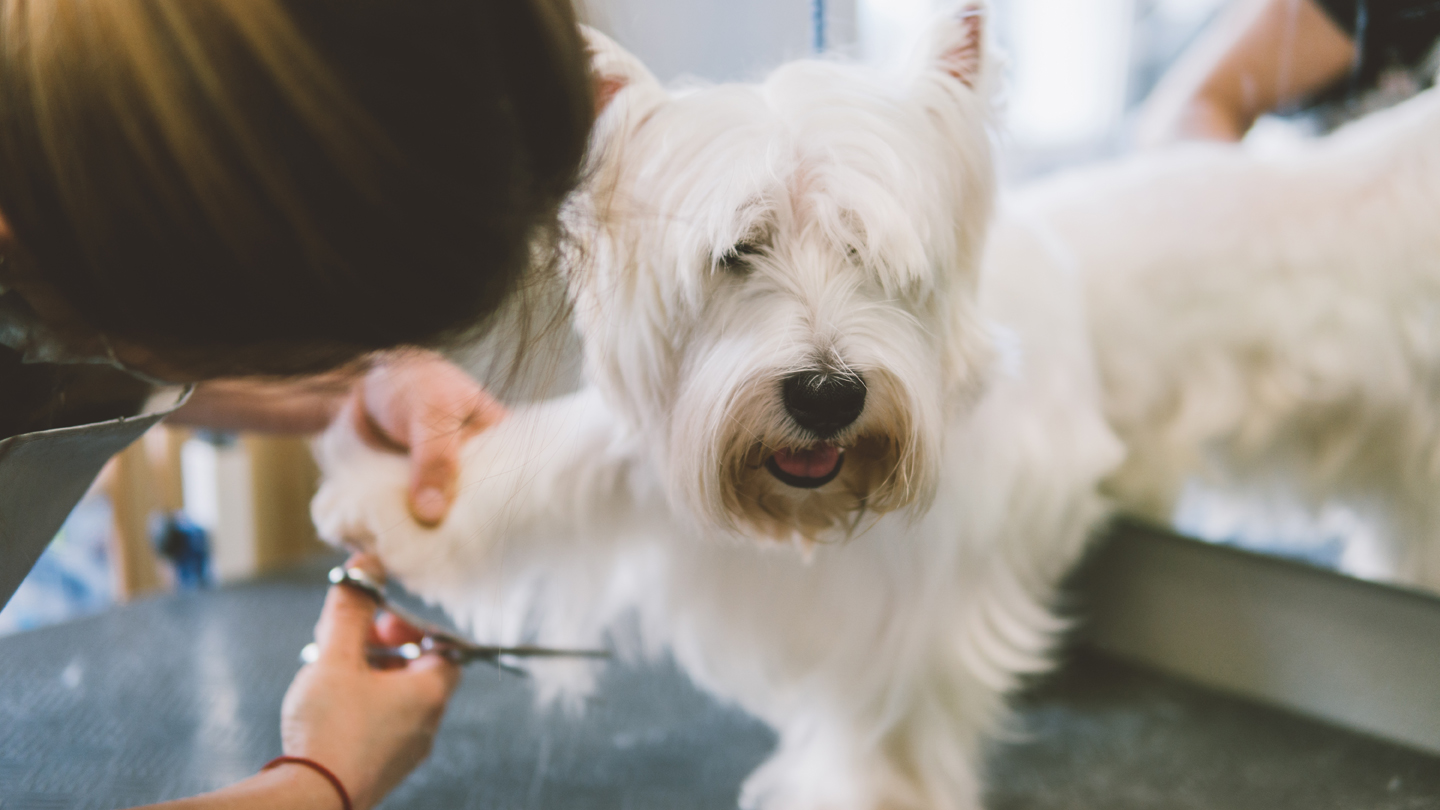 Broward reopens - dog grooming