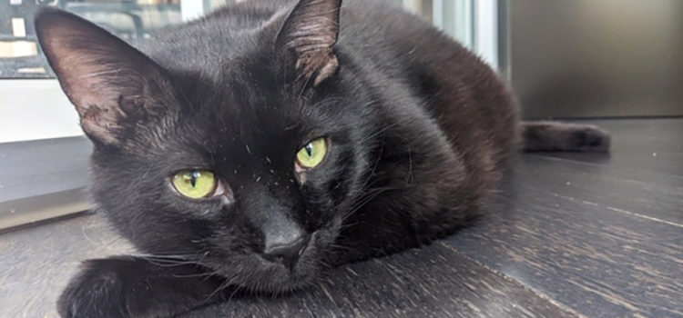 Chub is a Playful Fat Cat who is looking for a Furr-Ever Home