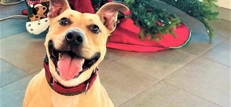 This Popular Puppy Needs a Permanent Place After 1 Year at Shelter