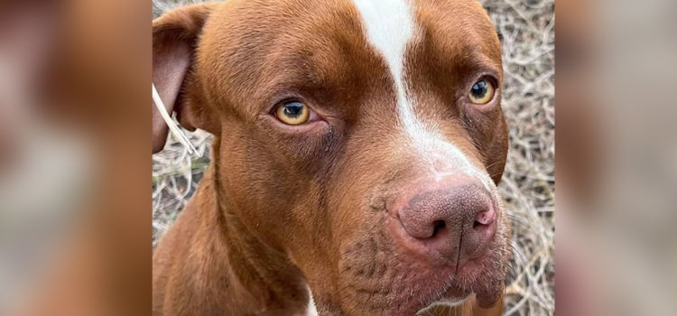 Abandoned With Only a Bag of Food This 4-year-old Dog Needs Stability in His Life