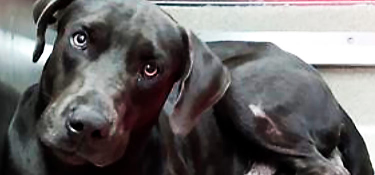 This Weimaraner-Mix is at Broward County Animal Care Looking for a New Home