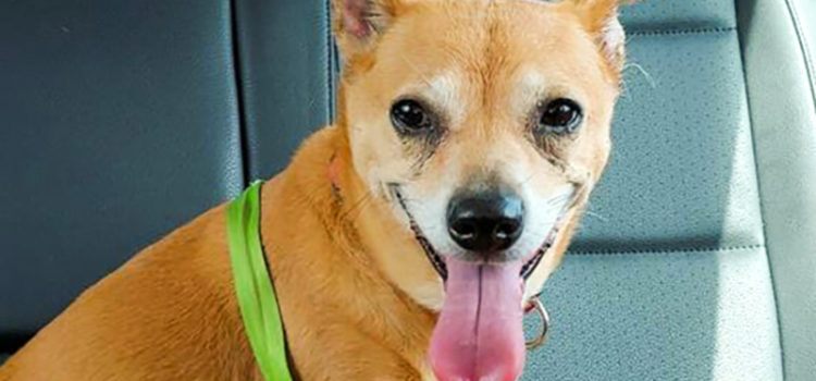 Shiba Inu-Mix Needs a New Home After Her Owner Died