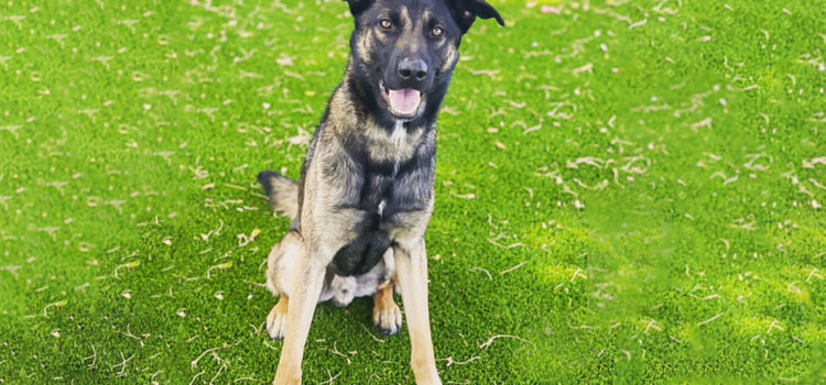 This Young German Shepherd Would Love To Spend His Life With You