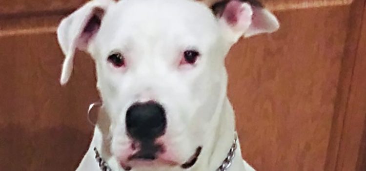 Wonderful, Affectionate American Bulldog Keeps Getting Overlooked at Shelter