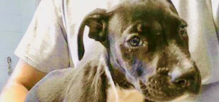 9-Week-Old Puppy Needs Nurturing Forever Home