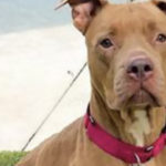 Overlooked at the Shelter This Gentle, Calm Dog is Waiting for a Family