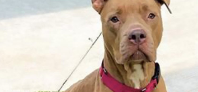 Overlooked at the Shelter This Gentle, Calm Dog is Waiting for a Family
