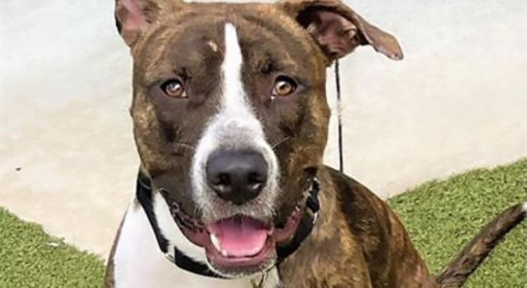 lucas Lucas is an Eager to Please, Obedient Lab Mix Looking for a Forever Family