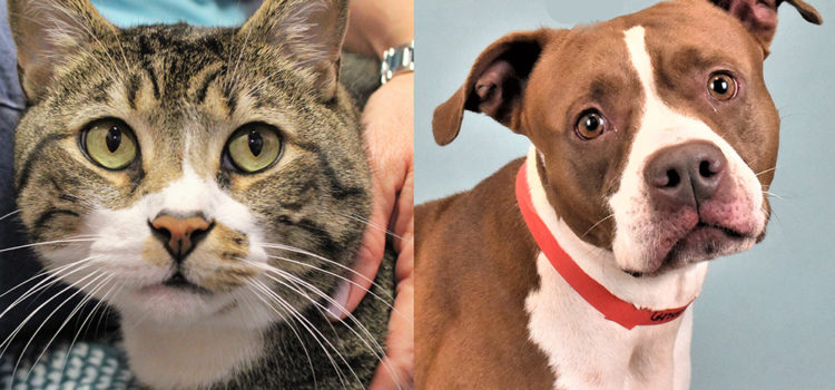 Pets of the Week: Papo and Roxy are Looking for their Forever Families