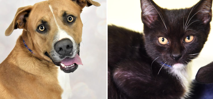 Pets of the Week:  Kirby and Alaska are Looking for Their Forever Families