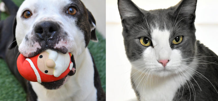 Pets of the Week: Curtis and Gin Are Seeking their Forever Families