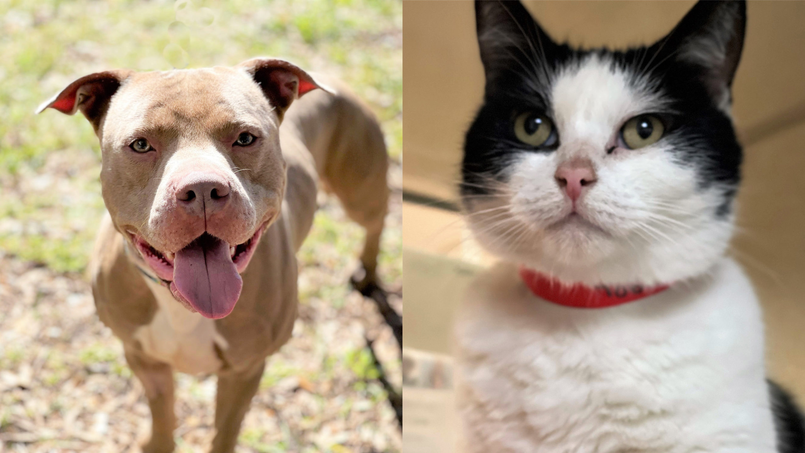 Pets of the Week: Scotty and Double Stuff Are Seeking their Forever Families