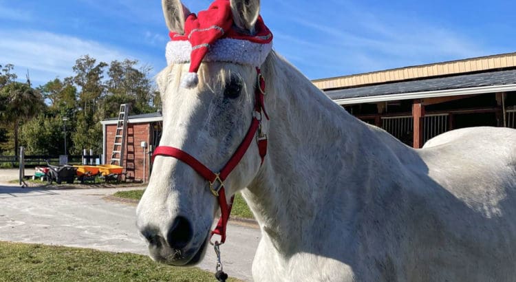 Kids Can Enjoy the Great Outdoors at Spitfire Farm Kids Can Enjoy the Great Outdoors at Spitfire Farm’s Holiday Horse Camp