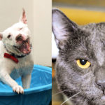 Pets of the week